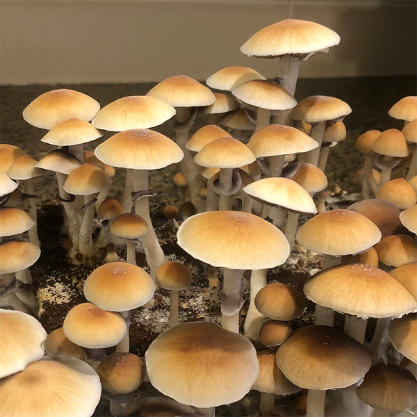 Golden Teacher Mushrooms