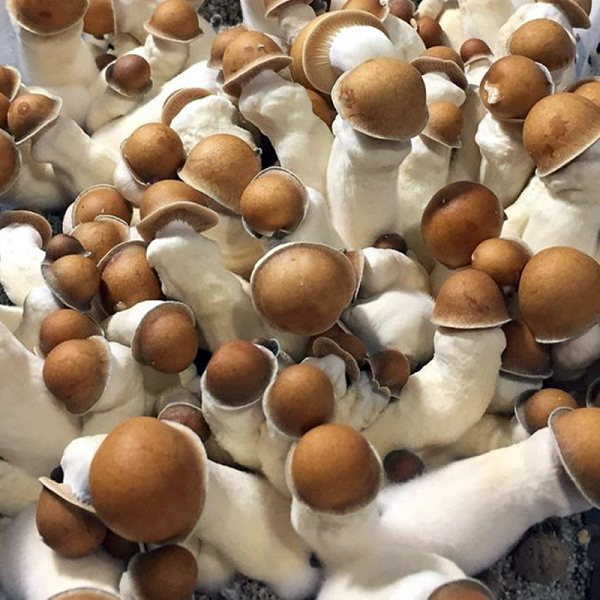 Penis Envy Mushrooms